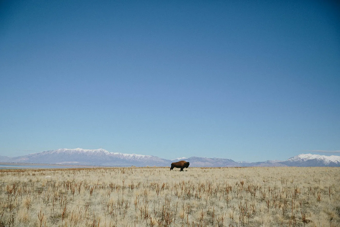 Photographic Print | Bison